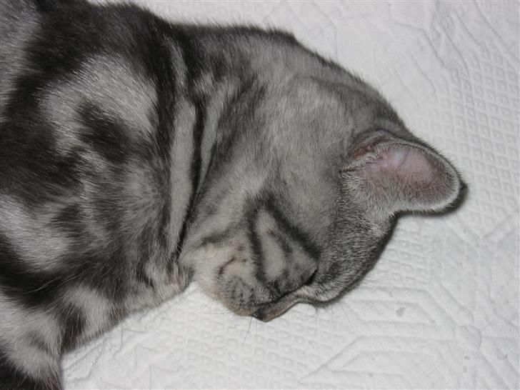 British Shorthair Wiki's Emil billede 4