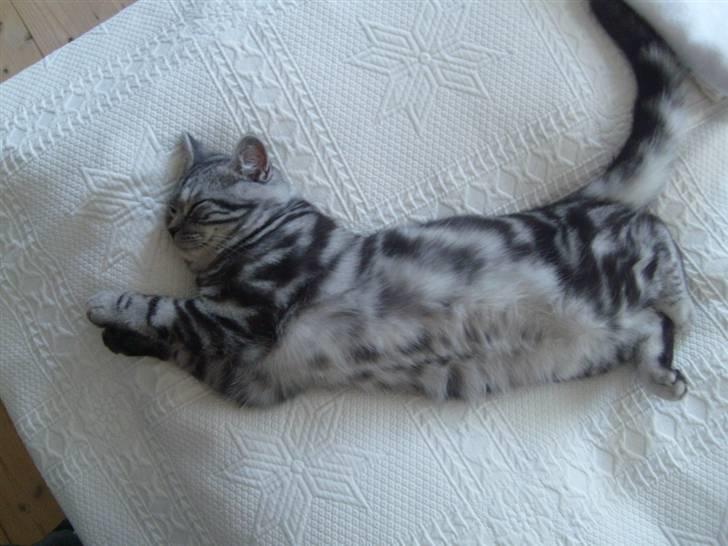 British Shorthair Wiki's Emil - jeg drømer :) billede 5