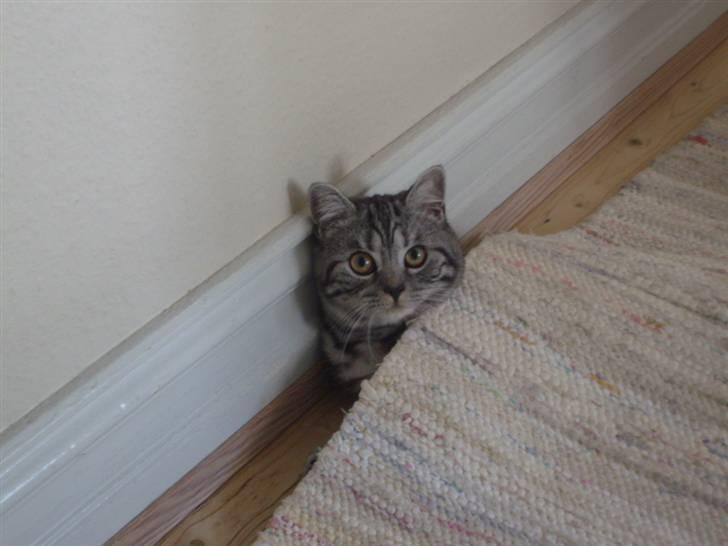 British Shorthair Wiki's Emil - ´´jeg fandt endelig ud af hvordan jeg kommer nedunder tæppet´´ :) billede 6