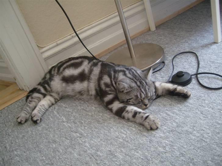 British Shorthair Wiki's Emil - jeg flader bare ud :) billede 7