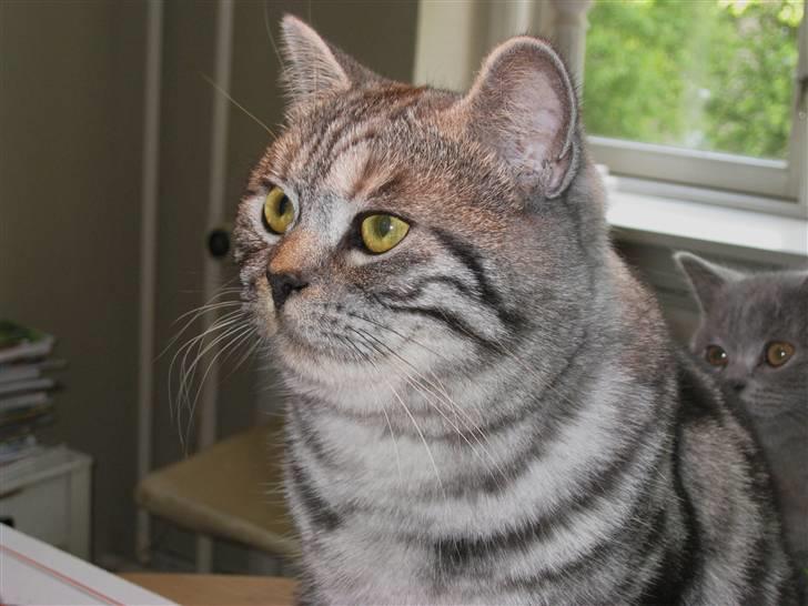 British Shorthair Wiki's Emil billede 8