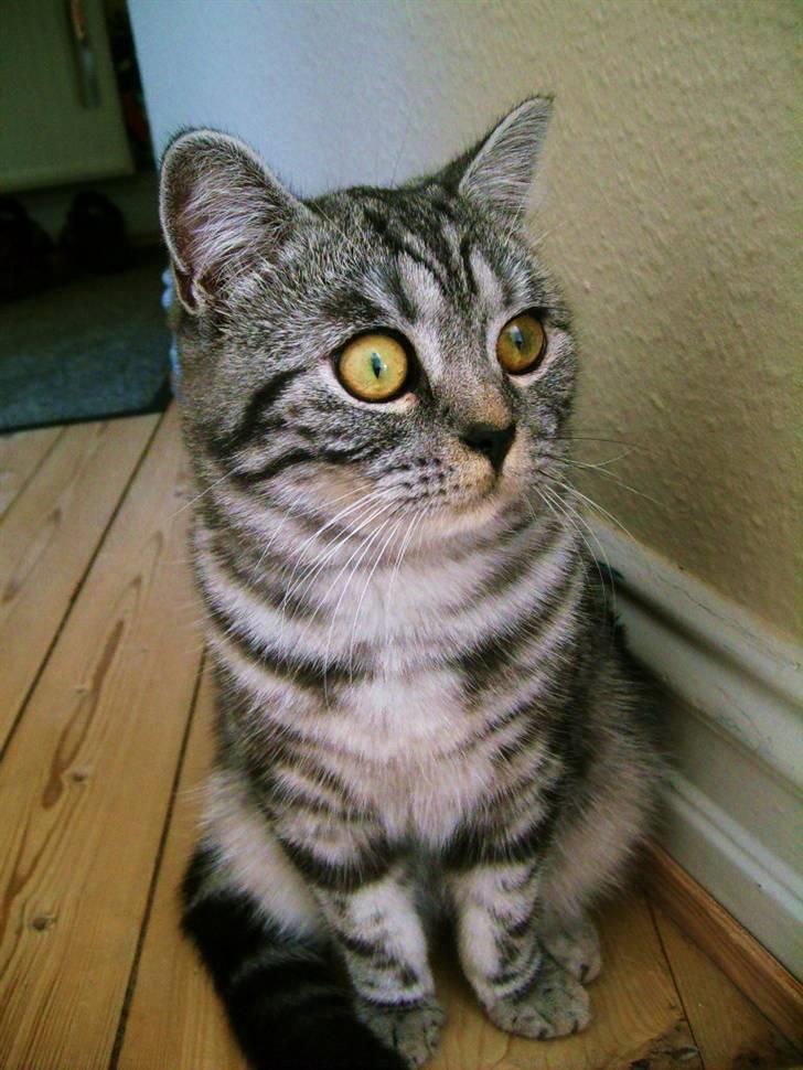 British Shorthair Wiki's Emil billede 9