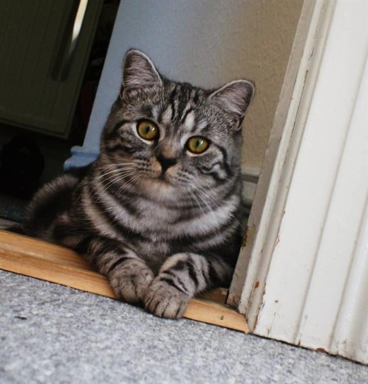 British Shorthair Wiki's Emil billede 10