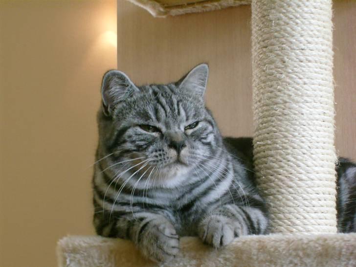 British Shorthair Wiki's Emil billede 11