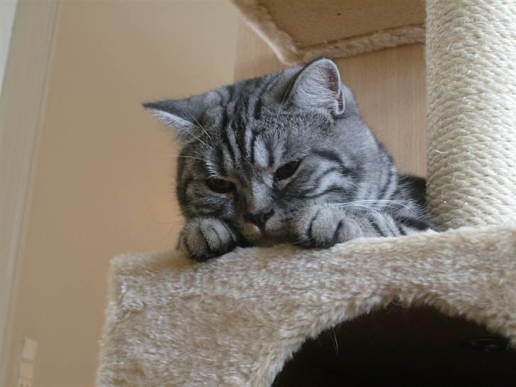 British Shorthair Wiki's Emil billede 12