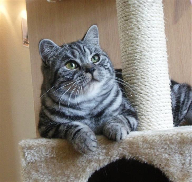 British Shorthair Wiki's Emil billede 13