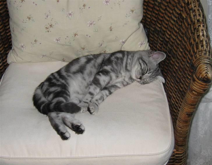 British Shorthair Wiki's Emil - min stol :) billede 14