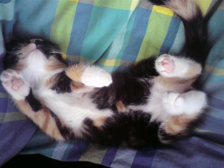 Huskat Kiara billede 1