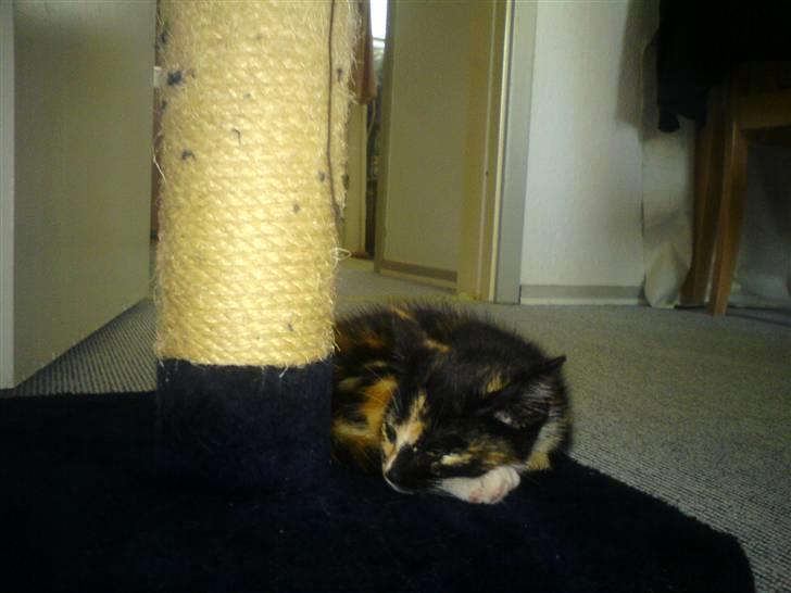 Huskat Kiara billede 2