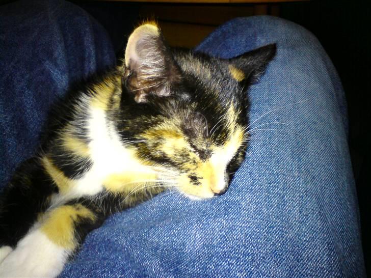 Huskat Kiara billede 3