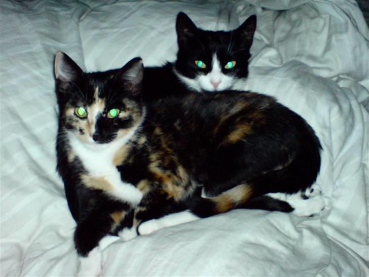 Huskat Kiara billede 4