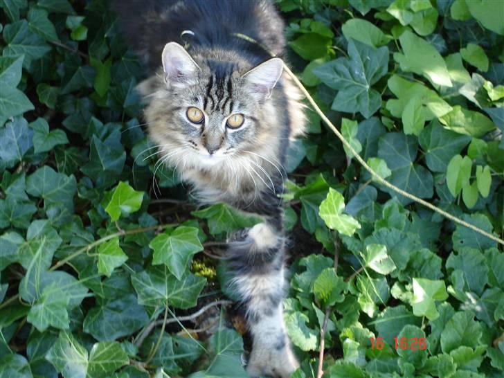 Blanding af racer Luffe(givet væk) billede 18