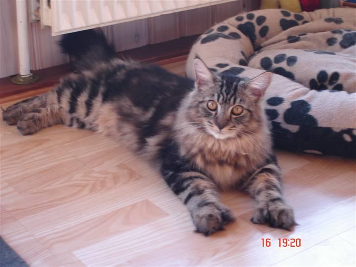 Blanding af racer Luffe(givet væk) billede 19