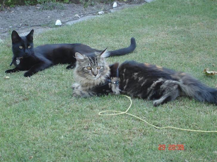 Blanding af racer Luffe(givet væk) billede 20