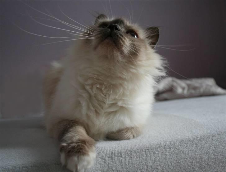 Hellig Birma Dk Odgaards sweet bianna  billede 18