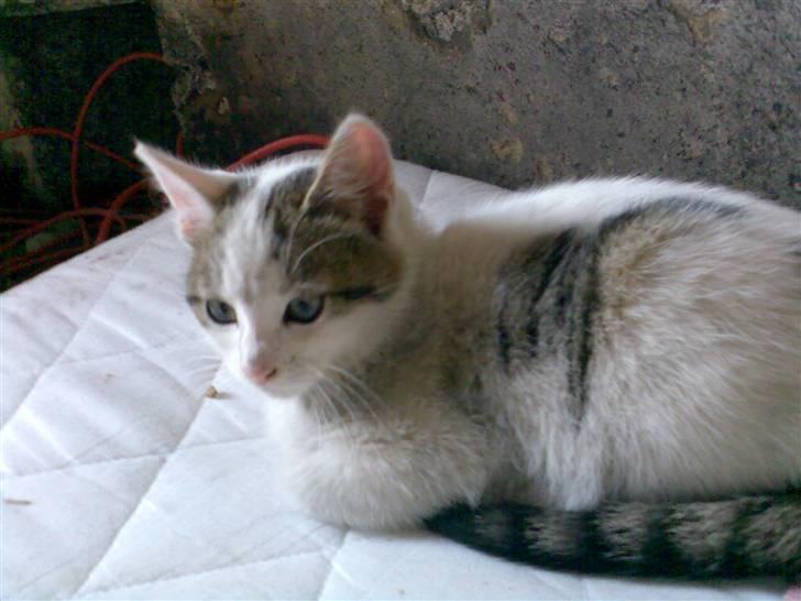 Huskat Basse <3 † R.I.P. † - helt lille killing <3 billede 10