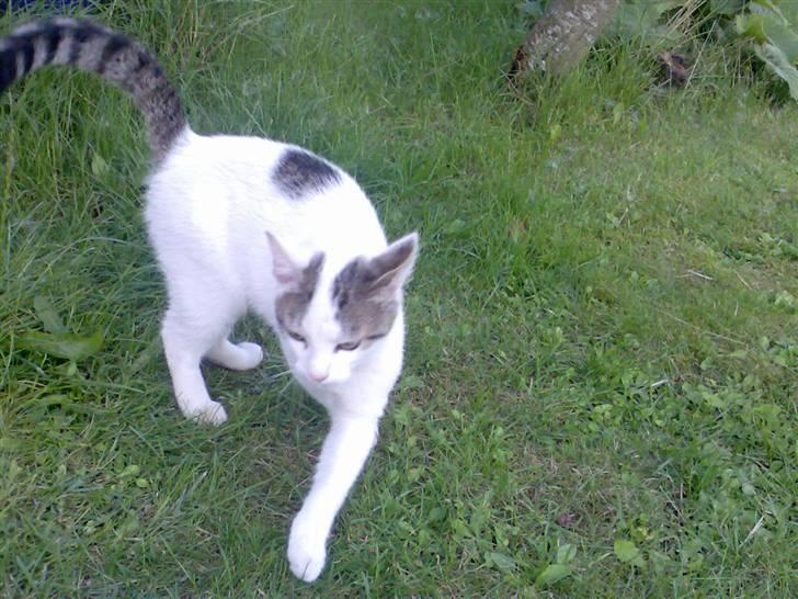 Huskat Basse <3 † R.I.P. † billede 11