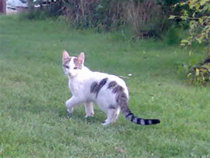 Huskat Basse <3 † R.I.P. † billede 12