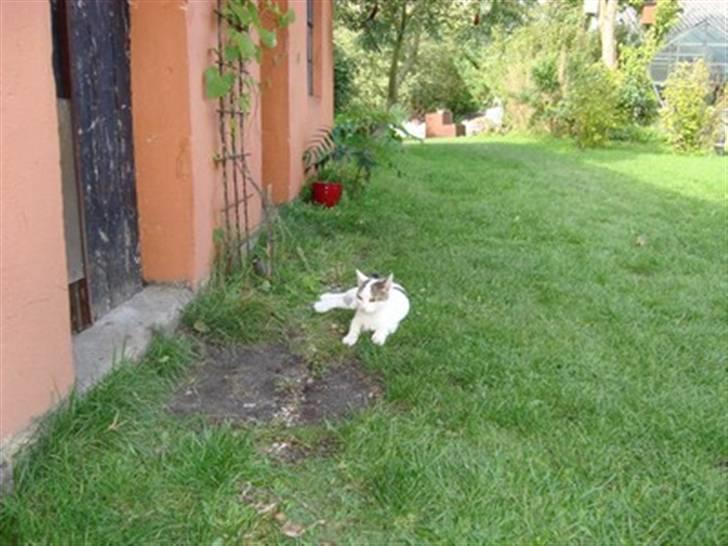 Huskat Basse <3 † R.I.P. † - smukke samme sted som da vi opdagede noget var galt :´( billede 13