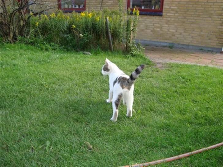 Huskat Basse <3 † R.I.P. † - Numsen til :) Hvil i evigt Fred Skat  billede 14