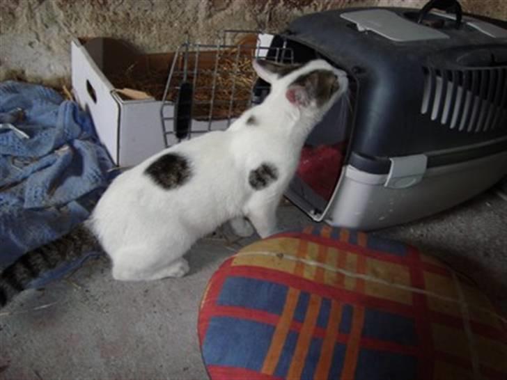 Huskat Basse <3 † R.I.P. † - Smukke. billede 15