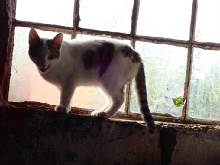 Huskat Basse <3 † R.I.P. † - Miav billede 16