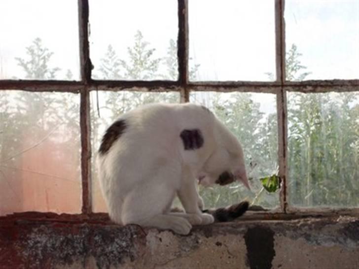 Huskat Basse <3 † R.I.P. † - Hov? billede 17