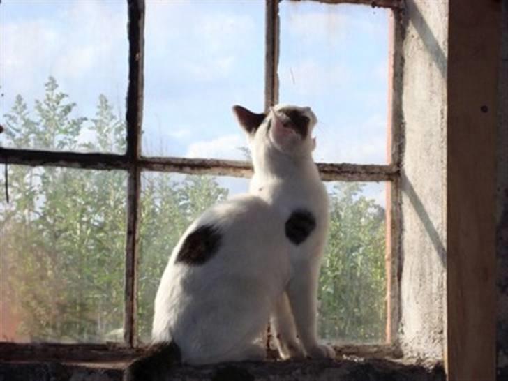 Huskat Basse <3 † R.I.P. † - fluer?  billede 18