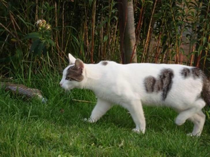 Huskat Basse <3 † R.I.P. † - Min Elskede Panter, Håber Du Tænker På Mig På Den Anden Side Af Regnbue Broen <´3 billede 19