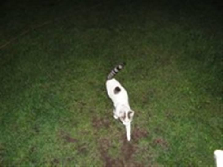 Huskat Basse <3 † R.I.P. † - Farvel Basse <´3 billede 20