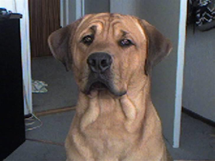 Huskat kikki - kikkis storebror billede 3