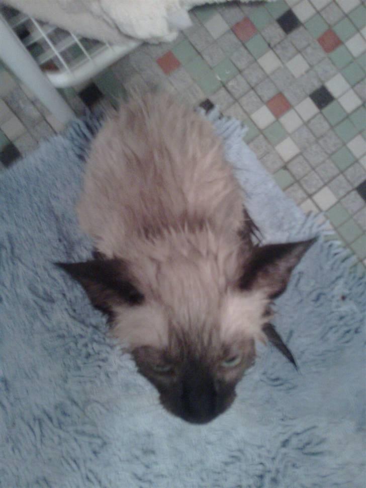 Blanding af racer Janus billede 14