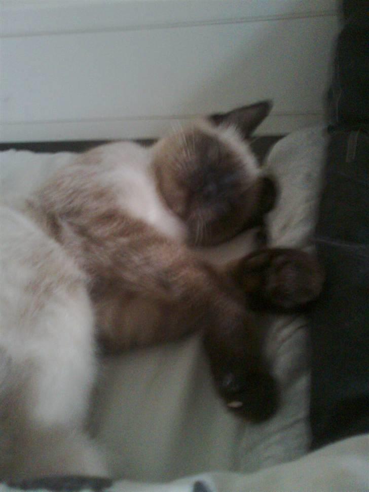 Blanding af racer Janus billede 15