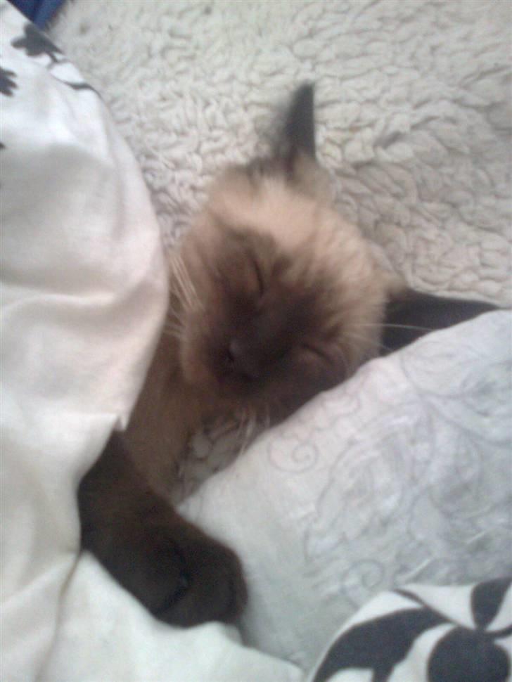 Blanding af racer Janus billede 16