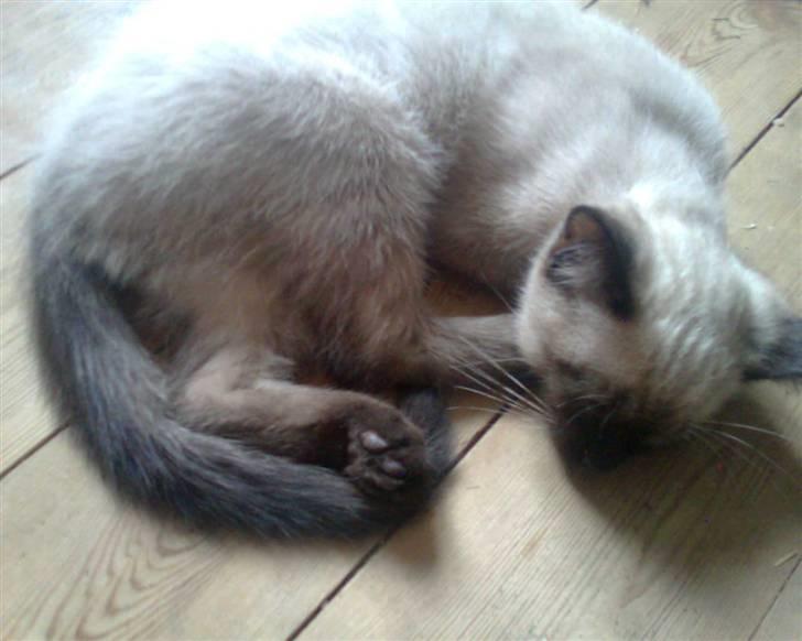 Blanding af racer Janus billede 17