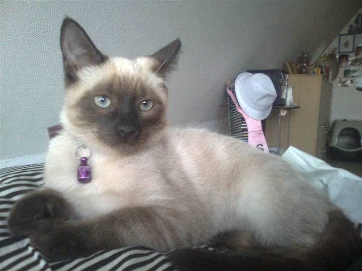 Blanding af racer Janus - Min smukke kongekat <3 billede 18