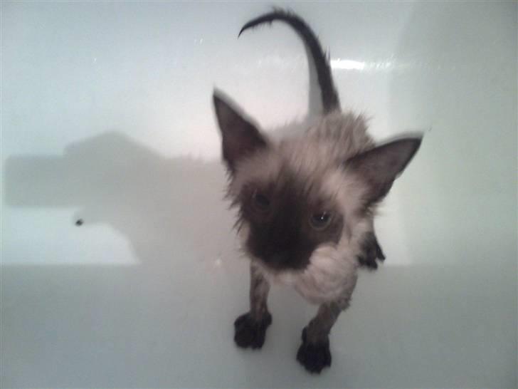 Blanding af racer Janus - Lige efter bad. Puh ha´, det kan han altså ikke lide ;) billede 19