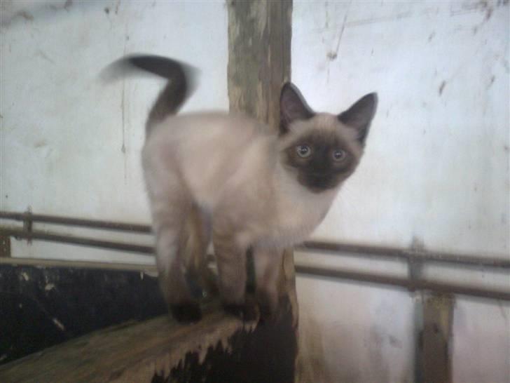 Blanding af racer Janus - Janus i ponystalden billede 20