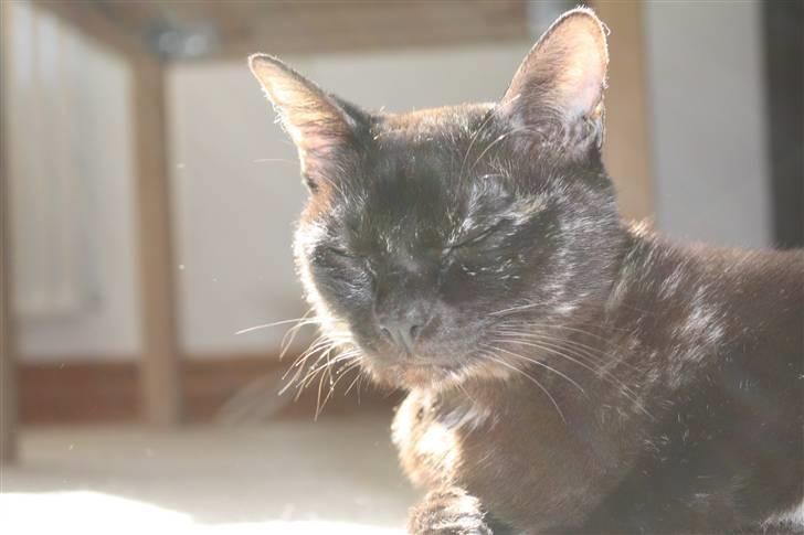 Burmeser Cleopatra  <3 - heej :D billede 18