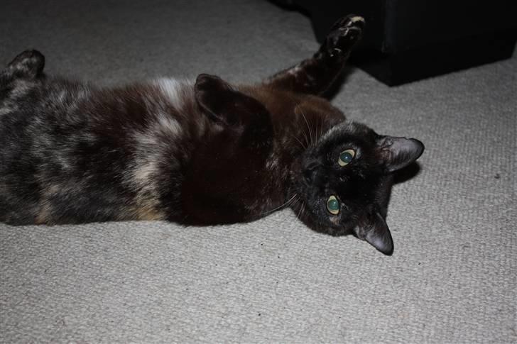 Burmeser Cleopatra  <3 - Miiiig billede 19