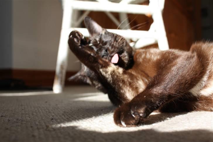 Burmeser Cleopatra  <3 - Jeg skal være fin! billede 20