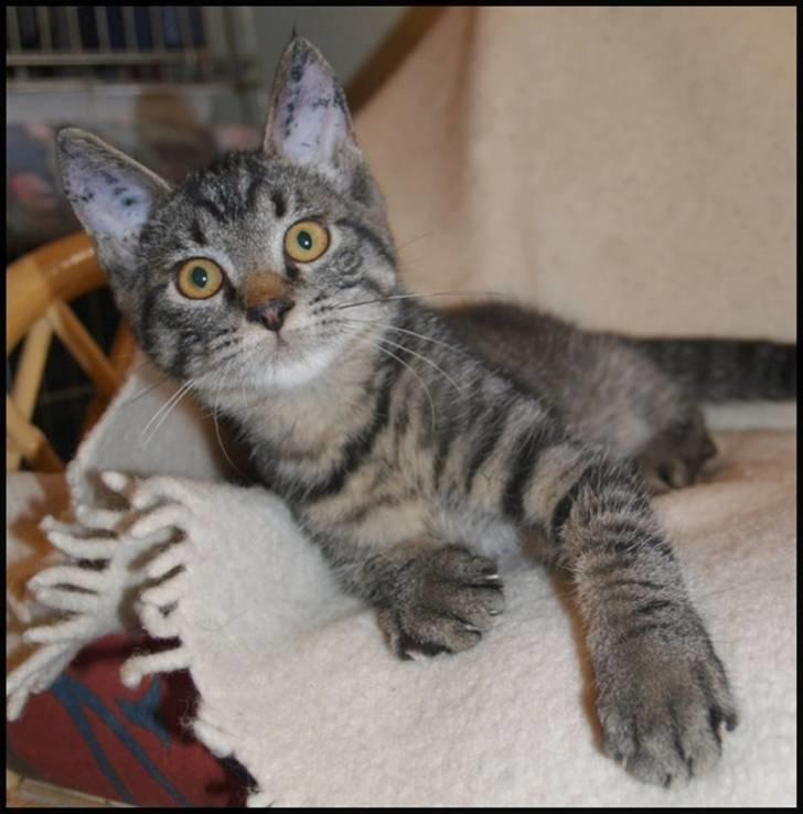 Huskat Niv - Hej jeg hedder Niv billede 1