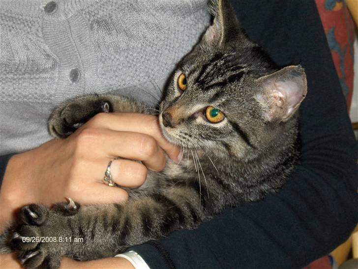 Huskat Niv - Jeg synes det er så hyggeligt at putte med min nye mor billede 2