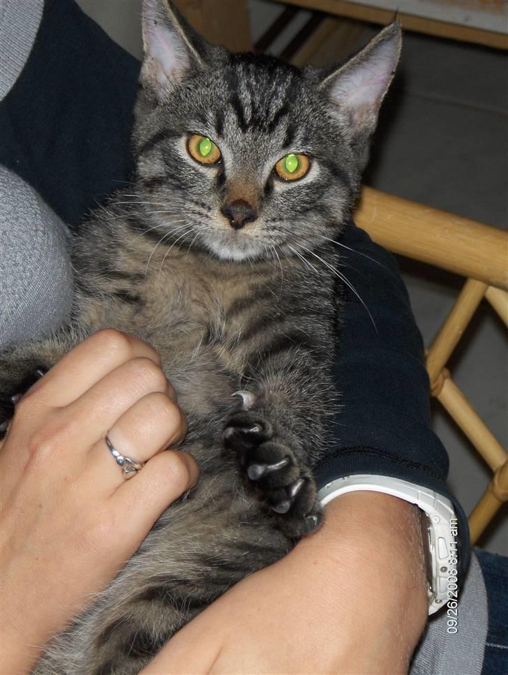 Huskat Niv billede 3