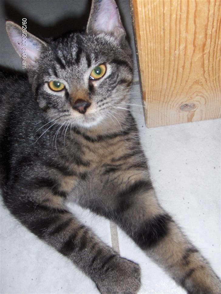 Huskat Niv - *GaaaaAAAbbB* er blevet lidt træt billede 4