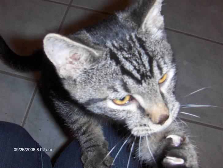 Huskat Niv - Hey.. Hit lige med den snor ;o) billede 5