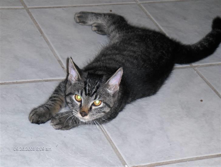 Huskat Niv billede 6