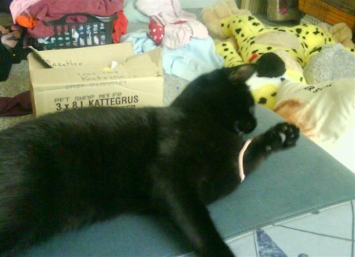 Huskat pjuske *R.I.P* - det min elestik for nu har jeg tykket på den :) HeHe billede 10