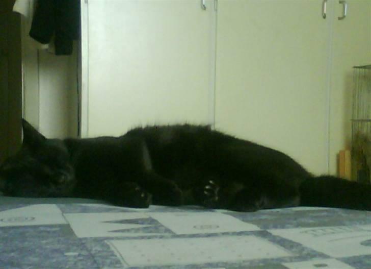 Huskat pjuske *R.I.P* - Det hårdt at være kat :) Zzz. Tak for kigget kommenter+bedøm gerne  billede 11