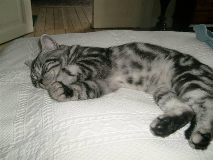 British Shorthair Wiki's Emil - her ligger jeg godt :) billede 15
